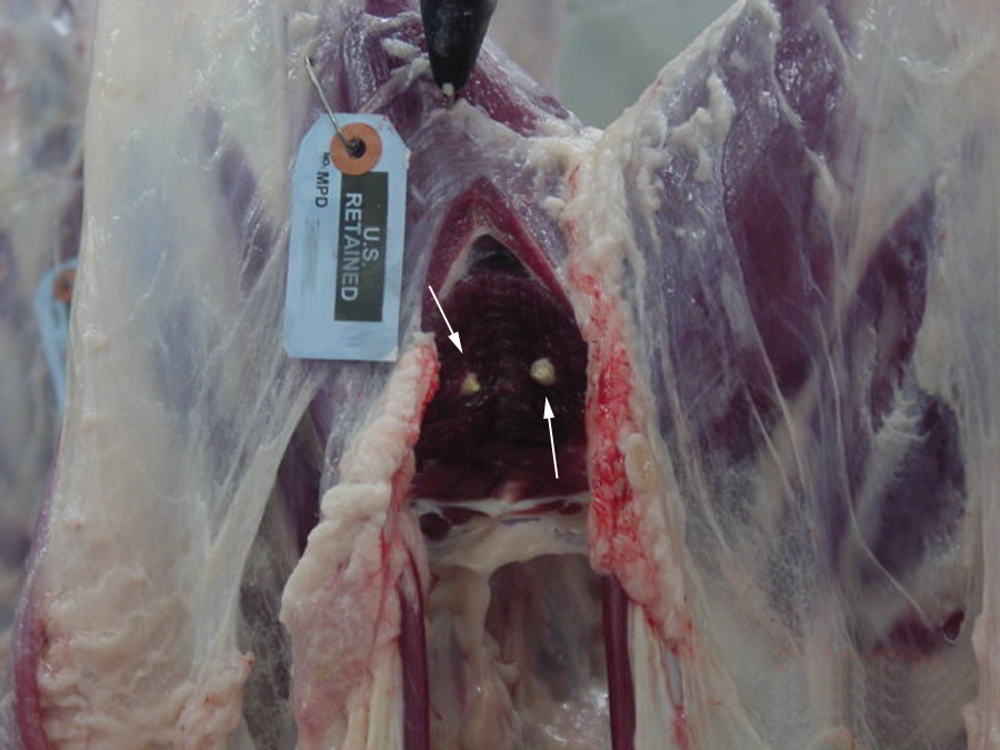 Sheep measles damaged lamb carcass